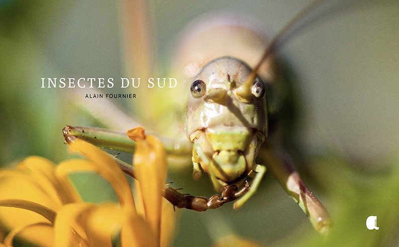 Insectes du Sud