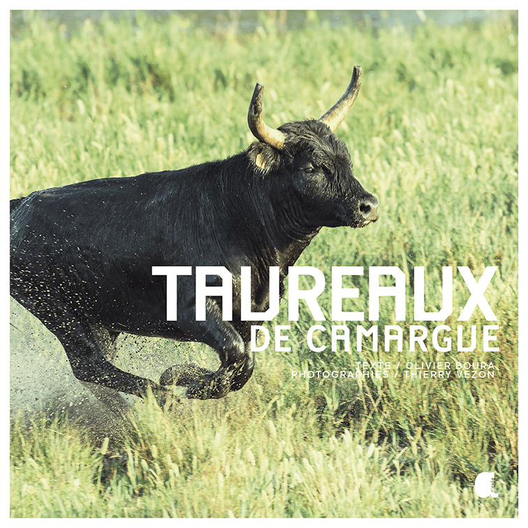 Taureaux de Camargue