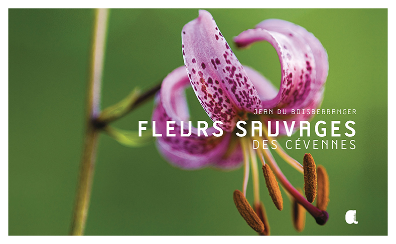 Fleurs sauvages des Cévennes